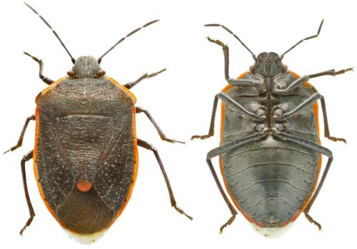 Réf. 345 142 : Chlorochroa ligata